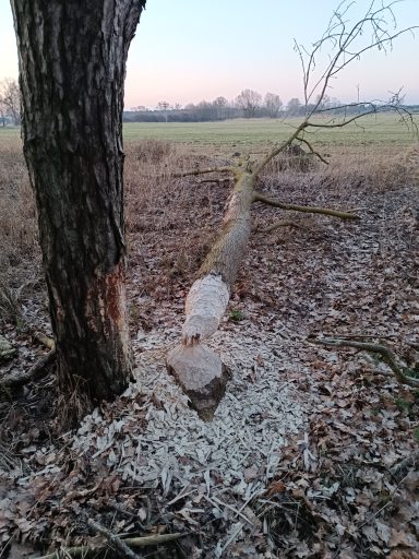 Der Biber ringelt die Bäume in einer Höhe bis zu 60 cm. Seine Späne sind gröber als die des Spechts.