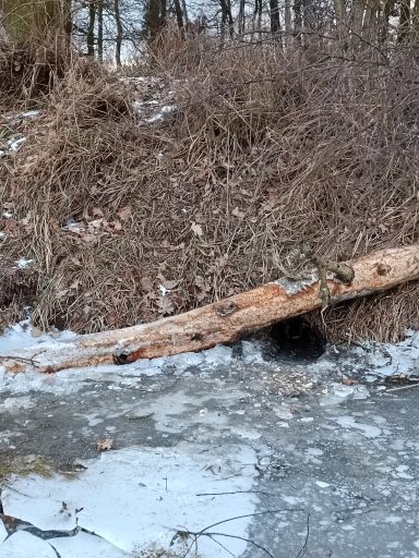 Zugang zur Biberhöhle über gefrorenem Eis.