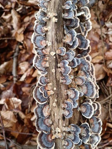Trameten - sind Pilze an Totholz, die aussehen können wir Schmetterlingsflügel
