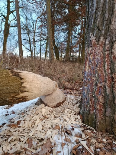 Nagespuren eines Bibers an einem gefällten Baum