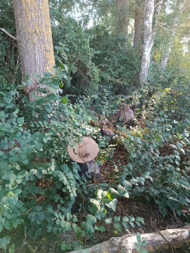 Gefällte Birken im Juli Eine Reihe gefällter Birken. Junges Grün treibt aus, wo vorher Schatten war.