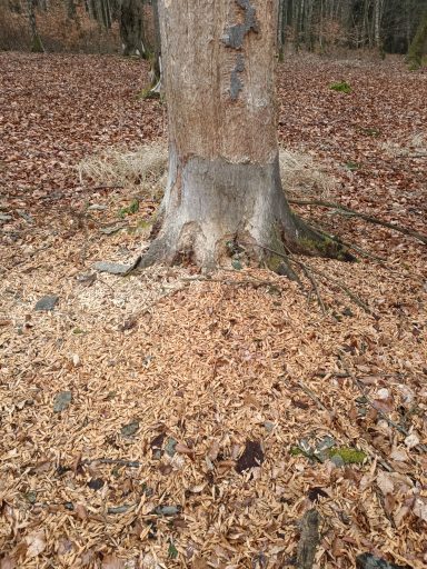 Ein vom Specht entrindeter Baum. Der Boden ist bedeckt von Holzschnitzeln