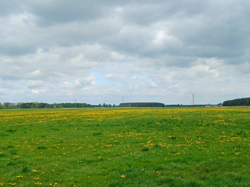 Die Wiese ist gelb vor lauter blühendem Löwenzahn