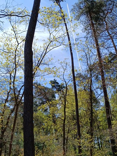 Junger, grüner Blattaustrieb im Wald vor dunklem Hintergrund