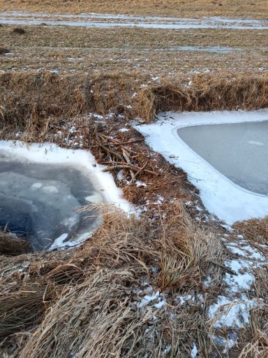 Ein Biberdamm im gefrorenen Entwässerungskanal