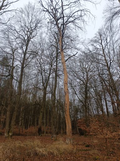 Ein entrindeter Baum von der Krone bis zum Fuß. Hell hebt er sich von den anderen Bäumen ab.