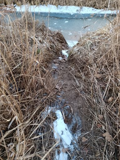 Biberrutsche - ein ausgetretener Pfad vom Wasser ans Land