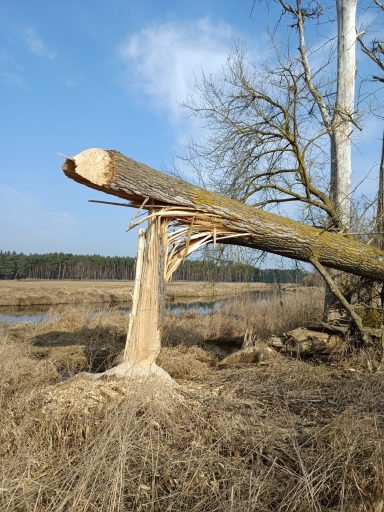 Gefällte Pappel im März Sturmschaden an einer Pappel, die vom Biber angenagt wurde und so dem Wind nicht mehr Stand halten konnte.