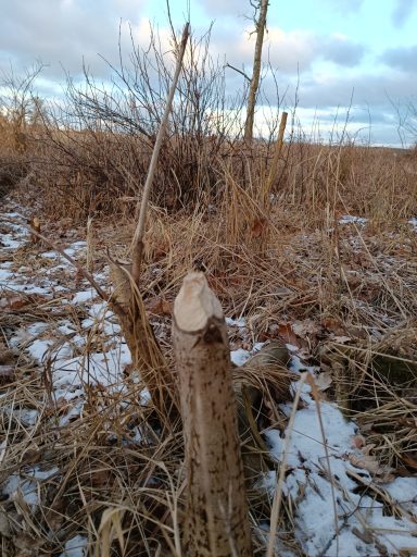 Jungholz kappt der Biber mit wenigen Bissen.