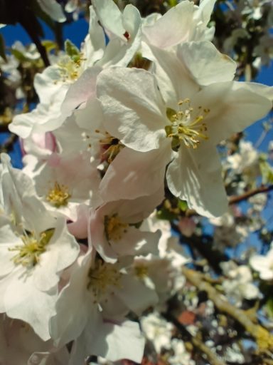 Apfelblüten in weiß und rosa vor blauem Himmel