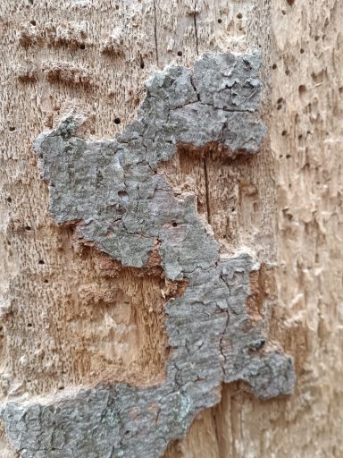 Verschiedene Schichten eines geschältes Baumes