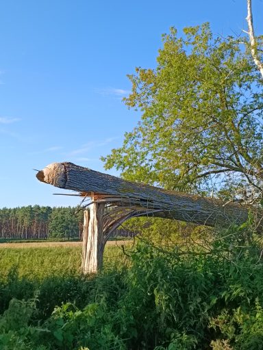 Gefällte Pappel im Juli Gefällte Pappel im Juli - das tote Holz im Kontrast zu dem lebendigen Grün der Vegetation umher.