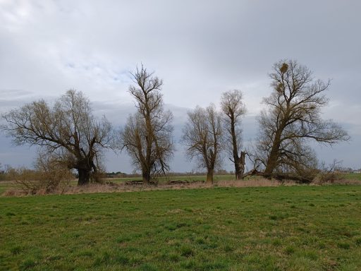 Alte Bäume wie aus einem Bild von Caspar David Friedrich